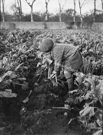 HARVESTING THE CROP